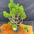 Angled top view of the Scots Pine pre-bonsai in a grow pot, showing bright green pine needles, multi-trunk structure, and long expressive branch movement.