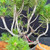 Close-up of the Scots Pine pre-bonsai interior branch structure, showing twisting pale bark, rugged texture, green needle clusters, and several styling options.
