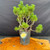Scots Pine pre-bonsai shown from the front in a black grow pot, with funky multi-trunk movement, bright green needles, rugged bark texture, and a wide spreading branch structure.