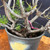 Close-up of the Scots Pine pre-bonsai trunk base in the grow pot, showing multiple trunks, textured bark, lower branch movement, pine needles, and the soil surface.