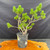 Scots Pine pre-bonsai shown from the front in a black grow pot, with bright green needles, wide branch movement, rugged bark texture, and an open future styling structure.