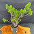 Angled top view of the Scots Pine pre-bonsai in a grow pot, showing the wide 19 inch spread, healthy green needles, and open branch movement.