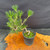 Angled top view of the Japanese Black Pine pre-bonsai in a grow pot, showing the twisted trunk, compact 11 inch spread, and healthy needle growth.