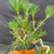 Close-up of the Japanese Black Pine pre-bonsai foliage, showing healthy green needles, active shoots, and branching for future bonsai development.