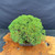 Top view of the Kishu Shimpaku Juniper bonsai showing the dense compact green canopy, broad 15 inch spread, and healthy foliage mass.