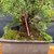Close-up of the Kishu Shimpaku Juniper trunk base, mossy soil surface, lower branching, and dense compact foliage in an older Japanese bonsai pot.