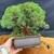 Angled view of the Kishu Shimpaku Juniper bonsai being held in its older Japanese pot, showing the full canopy, trunk line, mossy surface, and styling potential.