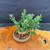 Top view of the collected Olive stump bonsai in a round unglazed ceramic pot, showing the 9 inch spread, fresh foliage, and rugged trunk base.