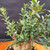 Close-up of the collected Olive bonsai foliage, showing healthy green leaves, new shoots, and branches emerging from the old stump.