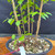 Close-up of Japanese Snowbell forest starter showing multiple young trunks planted together in a grow pot with fresh green leaves and bonsai forest potential.