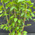 Close-up of Japanese Snowbell foliage and upright young trunks, showing healthy green leaves and growth for future bonsai forest development.