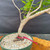 Close-up of the Fragrant Sumac pre-bonsai trunk base in the training pot, showing smooth bark texture, exposed root character, and the curved trunk line.