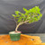 Fragrant Sumac pre-bonsai shown from the front in a green training pot, with graceful trunk movement, fresh green foliage, and fruit beginning to form.
