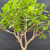 Close-up of Fragrant Sumac pre-bonsai branching and foliage, showing healthy green leaves, multiple branch options, and developing structure.