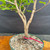Close-up of the Fragrant Sumac pre-bonsai trunk base in a green training pot, showing textured bark, upright trunk structure, and fresh green foliage.