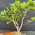 Close-up of Fragrant Sumac pre-bonsai branching and foliage, showing lobed green leaves, developing structure, and future bonsai styling options.