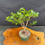 Top view of the Fragrant Sumac pre-bonsai in a 7 inch training pot, showing the 17 inch spread, upright trunk, and full deciduous canopy.