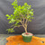 Fragrant Sumac pre-bonsai with tall upright branching, in a green training pot