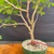 Close-up of the Fragrant Sumac pre-bonsai trunk and branch structure, showing textured bark, exposed root character, and a 7 inch training pot.