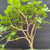 Close-up of Fragrant Sumac pre-bonsai branching and foliage, showing lobed green leaves, upright structure, and future bonsai styling options.