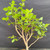 Close-up of Fragrant Sumac foliage and branching, showing healthy green leaves, upright shoots, and native deciduous bonsai development potential.