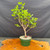 Fragrant Sumac pre-bonsai shown from the front in a green training pot, with upright trunk structure, fresh green foliage, and seasonal flower and red fruit potential.