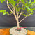 Close-up of the Fragrant Sumac pre-bonsai trunk and branching, showing textured bark, fresh lobed leaves, and structure for future bonsai styling.