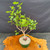 Top view of the Fragrant Sumac pre-bonsai in a 7 inch training pot, showing the 15 inch spread, upright trunk, and fresh green canopy.