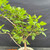 Close-up of Fragrant Sumac foliage and branch structure, showing healthy green leaves, compact growth, and native deciduous bonsai potential.