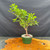Fragrant Sumac pre-bonsai with compact branching, in a green training pot