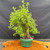Old gnarly Pink Beauty Potentilla pre-bonsai shown from the front in a green training pot, with dense green foliage, aged multi-stem trunk structure, rugged bark, and flowering bonsai potential.