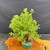 Angled top view of the Pink Beauty Potentilla pre-bonsai in a green training pot, showing compact shrub-like foliage, multiple old trunks, and future clump-style bonsai potential.