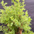 Close-up of the Pink Beauty Potentilla upper foliage, showing fine green leaves, fresh new growth, dense branching, and seasonal soft pink flower potential.