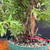 Close-up of the Pink Beauty Potentilla pre-bonsai trunk base, showing peeling bark, old woody stems, exposed surface roots, soil surface, and the 7 inch training pot.