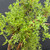 Close-up of the Pink Beauty Potentilla pre-bonsai foliage and upper branching, showing fine green leaves, compact growth, older woody stems, and future soft pink flower potential.