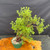Angled full view of the exact old gnarly Pink Beauty Potentilla pre-bonsai in a green 7 inch training pot, showing leaning trunk movement, dense green foliage, and a 16 inch spread.