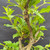 Close-up of the Flowering Weigela pre-bonsai trunk and branching, showing rugged aged bark, new green shoots, mature woody structure, and healthy deciduous growth.