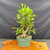 Old flowering Weigela pre-bonsai with a thick aged trunk base, green training pot