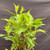 Close-up of the upper Flowering Weigela foliage, showing fresh green leaves, active new growth, branch tips, and future spring flowering potential.