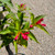 Pink flowers on a Weigela Bonsai