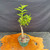 Top angled view of the old Flowering Weigela pre-bonsai in a green training pot, showing the compact canopy, slanting trunk line, fresh foliage, and future flowering structure.