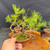Detailed view of Mark Comstock pine seedling cuttings in a Tokoname grow pot, showing fresh green needles, multiple wired young trunks, mossy soil, and representative future bonsai styling potential.