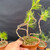Close-up of a wired Mark Comstock pine seedling cutting group in a Tokoname grow pot, showing shaped young trunks, copper-colored training wire, green needles, and moss on the soil surface.