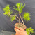 Hand-held view of a Mark Comstock pine seedling cutting group in a small Tokoname grow pot, showing three wired cuttings with bright green pine needles and early bonsai movement.