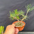 Close-up of a wired Mark Comstock pine seedling cutting group, showing young pine needles, curved training wire, small trunk movement, and Tokoname grow pot detail.