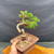 Handheld view of styled Itoigawa Shimpaku bonsai in ceramic Yixing pot