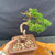 Handheld angled view of Itoigawa Shimpaku bonsai showing movement and compact foliage mass