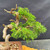 Close up of foliage pad and deadwood detail on Itoigawa Shimpaku bonsai