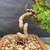 Close up of twisting trunk and lower movement on styled Itoigawa Shimpaku bonsai