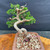 Rear angled view of Itoigawa Shimpaku bonsai showing trunk line and branch structure